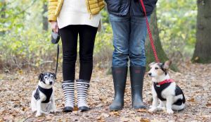 wellies and dog walks jack russells