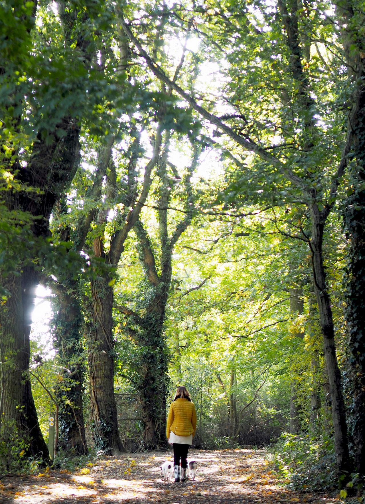 joules wellies canada