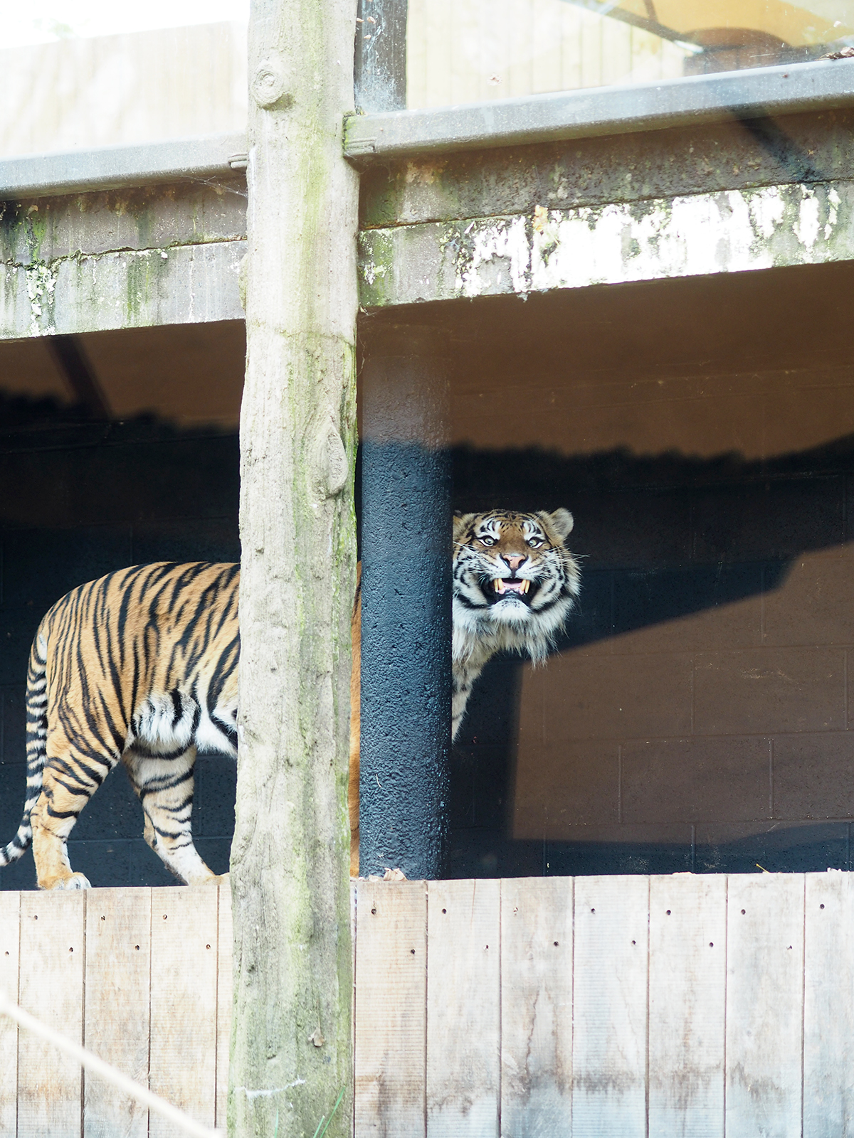 ZSL london zoo tigers