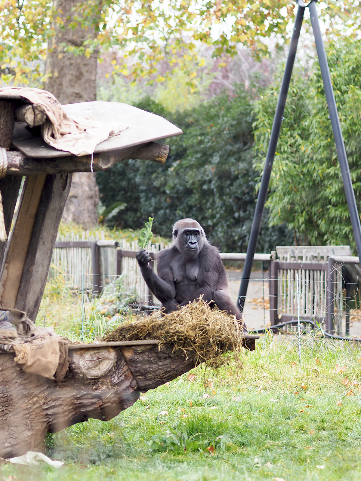 ZSL london zoo gorillas