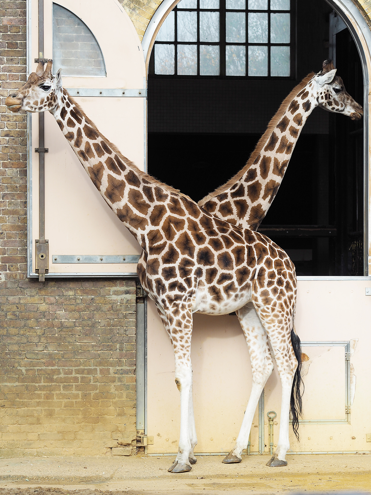 ZSL london zoo giraffes
