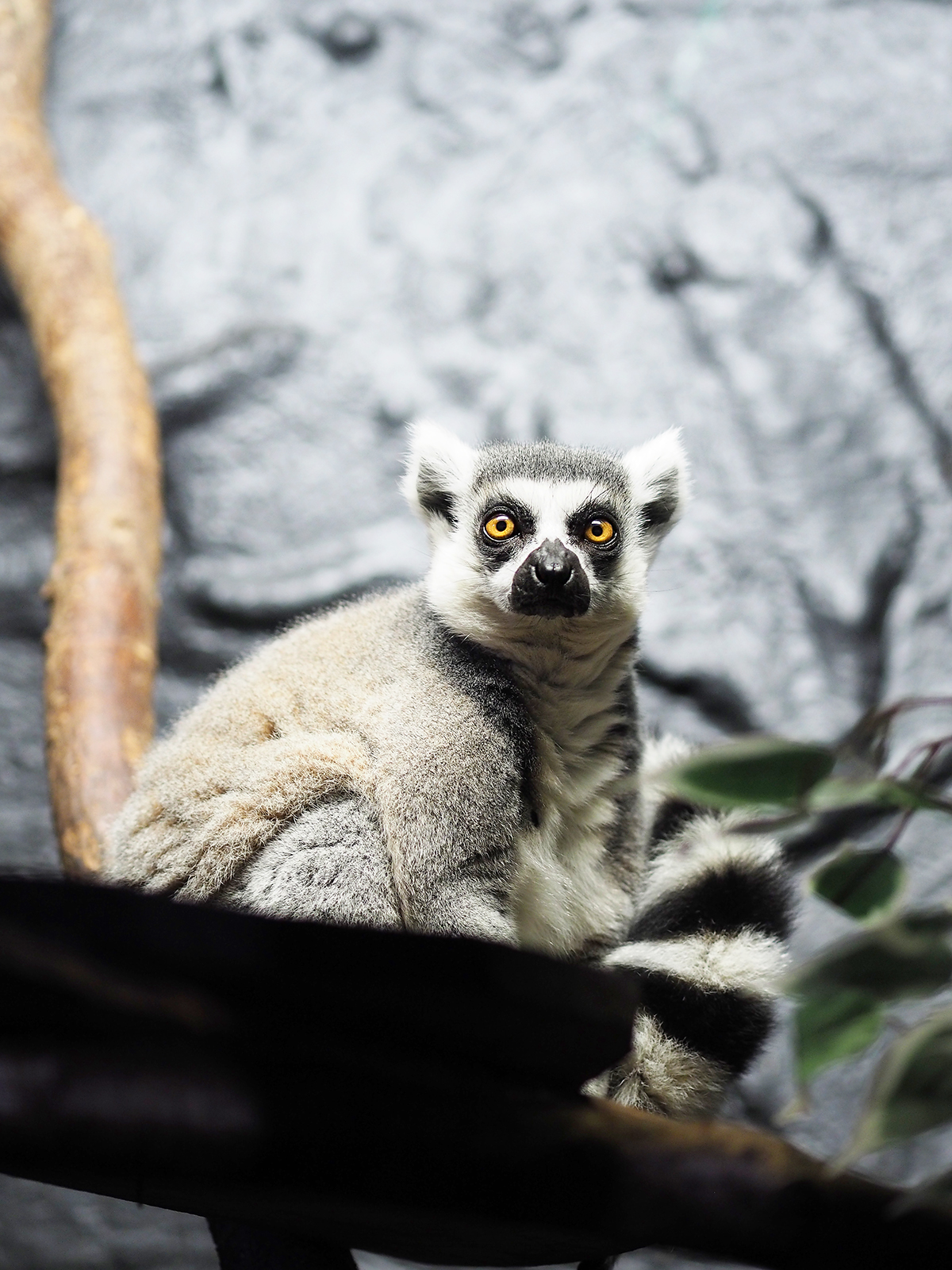 ZSL london zoo lemur