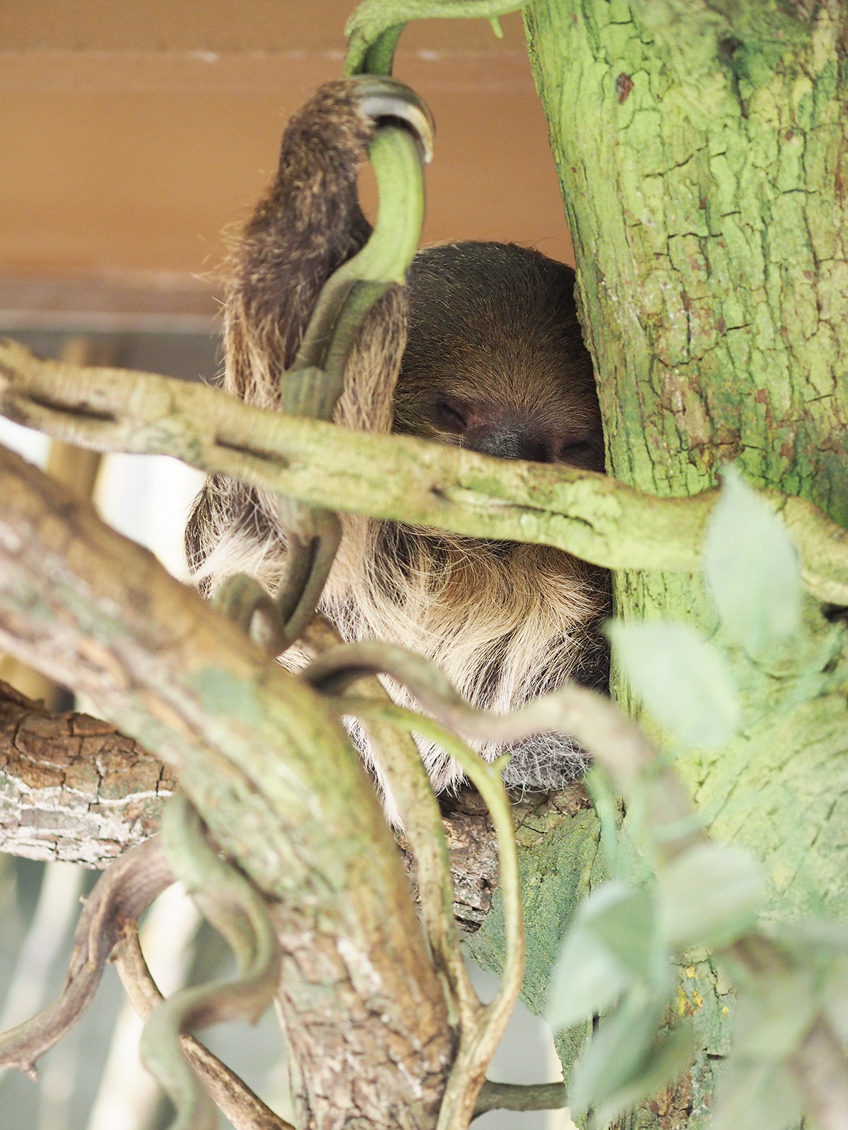 ZSL london zoo sloth